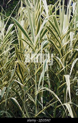 Gestreiftes, riesiges Schilf (Arundo donax 'Variegata'). Auch als buntes Riesenreed bezeichnet. Synonym: Arundo donax var. versicolor Stockfoto