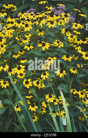 Browneyed susan (Rudbeckia triloba). Auch Dünne Blätter-Koneflower und dreiblättrige Koneflower genannt. Stockfoto