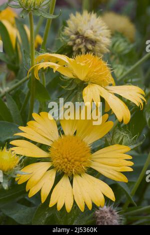 Goldener Kronbart (Verbesina encelioides). Genannt Goldkraut, Wildblumenblume, Kuhblumen, Butter Gänseblümchen, Kronenbart, Amerikanische Dogweed und Südafrikaner Stockfoto