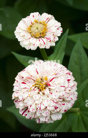 Pfefferminzstäbchen Zinnia (Zinnia elegans „Pfefferminzstäbchen gemischt“) Stockfoto