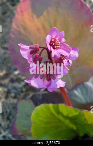 Winterblühende Bergenia (Bergenia crassifolia). Auch Herz-Blatt-Bergenie genannt. Ein anderer botanischer Name ist Bergenia cordifolia Stockfoto