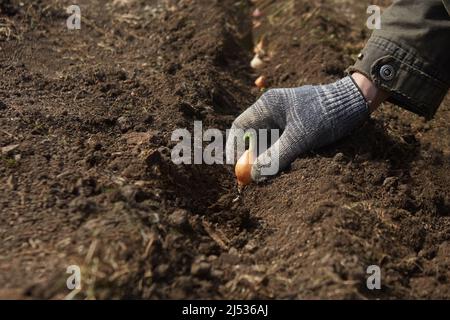 Im Frühjahr Zwiebelsätze im Garten Pflanzen - zu Beginn der Saison arbeiten Stockfoto