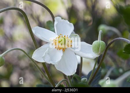 Japanische Anemone (Eriocapitella hapehensis 'Honorine Jobert'). Auch japanische Windblume und japanische Thimbleblume genannt. Stockfoto