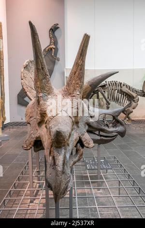 Frankfurt, Deutschland - 27. Februar 2018: Dinosaurierskelette im Senckenberg-Museum in Frankfurt Stockfoto