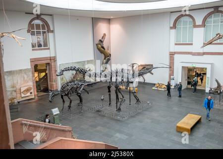 Frankfurt, Deutschland - 27. Februar 2018: Dinosaurierskelette im Senckenberg-Museum in Frankfurt Stockfoto