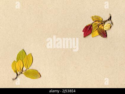 Gepresste und getrocknete bunte Blätter auf Bastelpapier Hintergrund, kopieren Raum. Draufsicht, flach liegend. Herbarium. Herbstkonzept Stockfoto