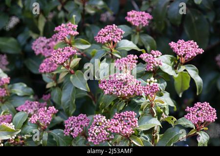 Viburnum tinus 'Eve Price'. Stockfoto