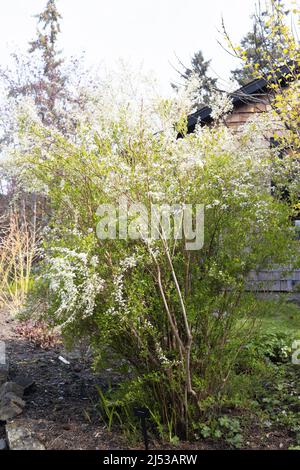 Spiraea x arguta - Brautkranz. Stockfoto