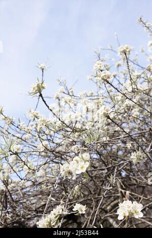 Pyrus salicifolia 'pendula' - Trauerweidenbaum. Stockfoto