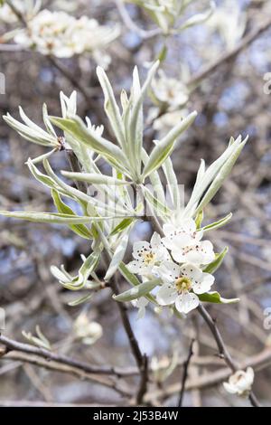 Pyrus salicifolia 'pendula' - Trauerweidenbaum. Stockfoto