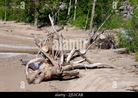 Driftwood am Lake Michigan Beach im Point Beach State Forest, Wisconsin. Wurzelsystem des großen Baumes verwickelt mit geschnittenem Baumstamm. Stockfoto