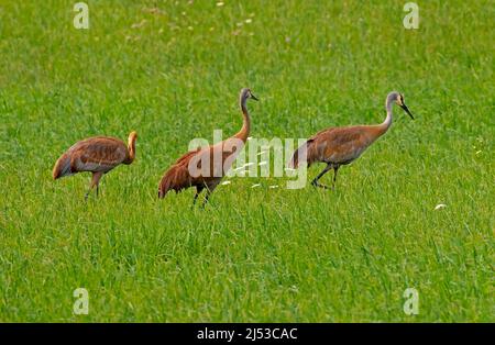 Familie von drei Sandhill Cranes, Grus canadensis, die auf einem Heufeld jagte. Stockfoto