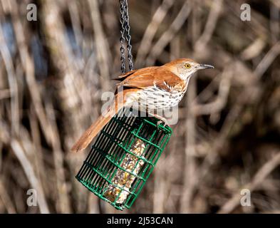 Brown Thrasher, Toxostoma rufum auf Suet Feeder. Stockfoto