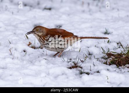 Brown Thrasher, Toxostoma rufum auf der Suche nach Insekten und Samen während des Spätfrühlingsschnees in Wisconsin, USA. Stockfoto