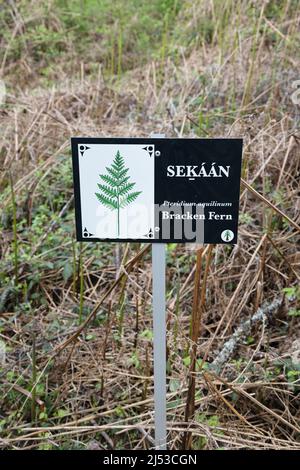 Bracken Fern, ein Teil des Ethnobotanikweges, in den Gärten von HCP in Victoria, British Columbia, Kanada. Stockfoto