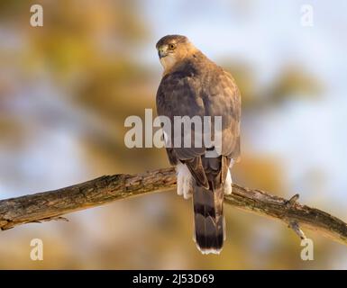 Coopers Falke sitzt auf einem Baum und wartet auf eine Mahlzeit Stockfoto
