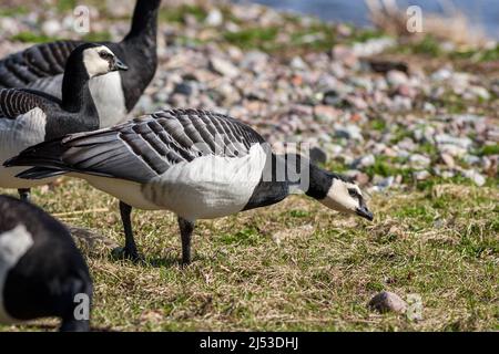 Barnakelgans, Vitkindad gås (Branta leucopsis) Stockfoto