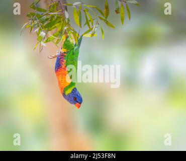 Regenbogen-Lorikeet hängt kopfüber an einem Ast Stockfoto