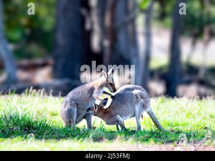 Zwei Wallabys, die sich lieben und die Sonne genießen Stockfoto