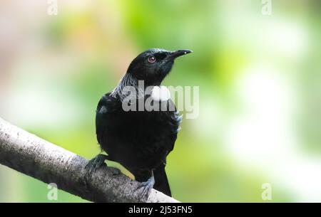 TUI ist ein lebhafter mittelgroßer Vogel, der in Neuseeland heimisch ist Stockfoto