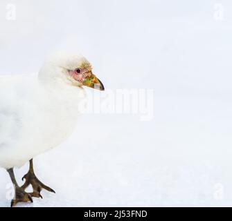 Verschneiter Schirm, auch bekannt als der größere Schirm Stockfoto