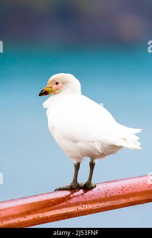 Verschneiter Schirm, auch bekannt als der größere Schirm Stockfoto