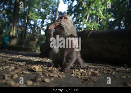 Langschwanzmakaken (Macaca fascicularis), erwachsenes Weibchen mit einem Kleinkind im Affenwald in Padangtegal, Ubud, Gianyar, Bali, Indonesien. Stockfoto