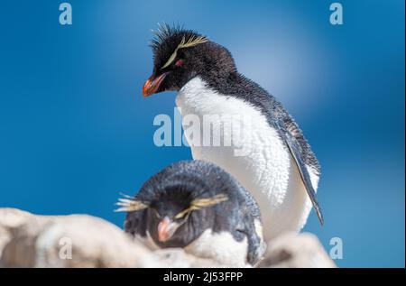 Rockhopper-Pinguin-Paar, das sich in der Sonne sonnt Stockfoto