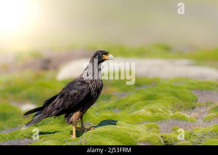 Caracara streifte auf dem Boden und suchte nach Nahrung Stockfoto