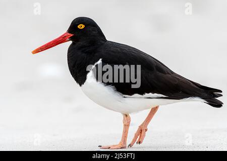 Magellanic Oystercatcher am Strand auf der Suche nach Essen Stockfoto