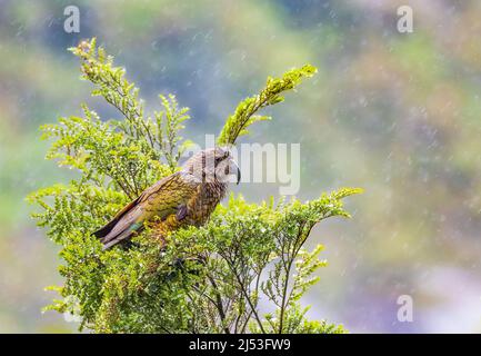 Neuseeland Kea Alpine Papagei auf einem Baum Stockfoto