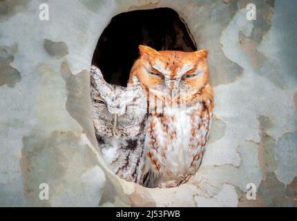 Paar östliche Kreischeulen in einem Baumloch Stockfoto