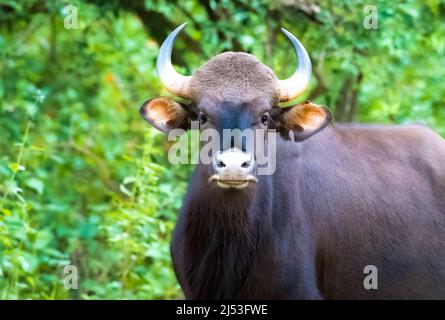 Der indische Gaur-Bulle wacht über seine Herde Stockfoto