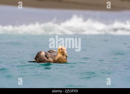 Südliche Riesensturmkälte, die in den kalten Gewässern der Antarktis schwimmt Stockfoto