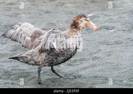 Südliche Riesensturmkiesel auf Nahrungssuche in der Antarktis Stockfoto