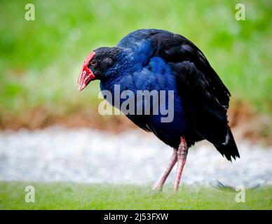 Pukeko oder neuseeländische Sumpfhänderin auf Nahrungssuche Stockfoto