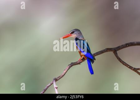 Grauer Eisvögel, der auf einem Baum thront Stockfoto