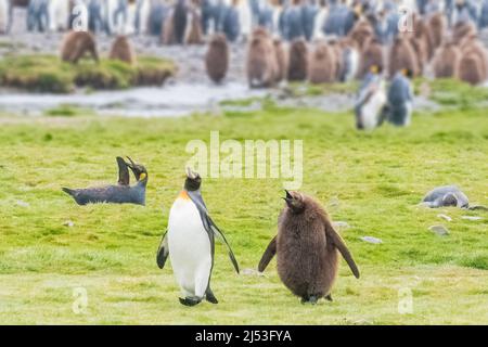 King Penguin Baby verfolgt seine Mutter überall Stockfoto