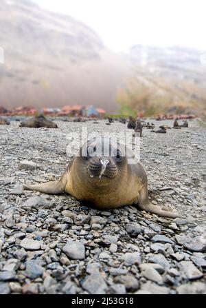 Verwirrt Baby Southern Elephant Seal in der Antarktis Stockfoto