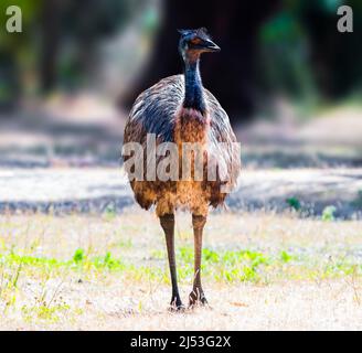 Emu-Vogel bei einem Spaziergang in einem Park in Australien Stockfoto