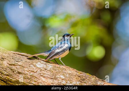 Die orientalische Magpie-Robin thront auf einem Baum in Afrika Stockfoto
