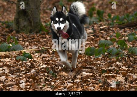 Husky Hund im Maksimir Park. Zagreb, Kroatien Stockfoto