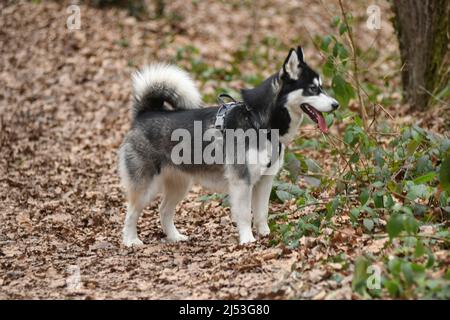 Husky Hund im Maksimir Park. Zagreb, Kroatien Stockfoto