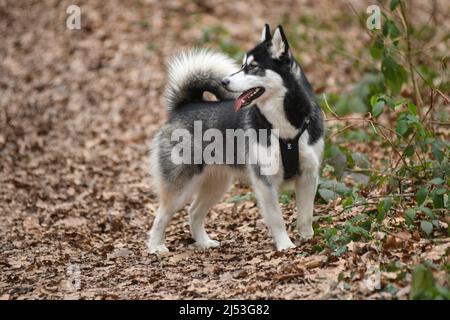 Husky Hund im Maksimir Park. Zagreb, Kroatien Stockfoto