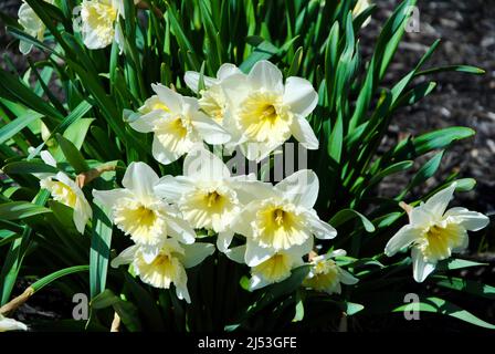 Der frühe Frühling blüht in voller Blüte. Stockfoto