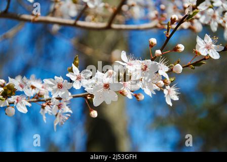 Blühender Obstbaum verzweigt in der Blüte gegen den blauen Himmel in Lakewood, Ohio Stockfoto