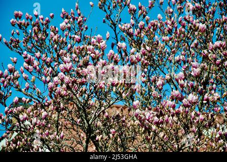 Magnolienbaum blüht im April vor blauem Himmel in Lakewood Ohio Stockfoto