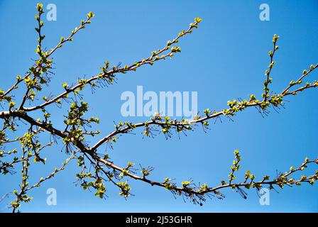 Die ersten hellgrünen Blätter am Baum gegen blauen Himmel im April in Ohio Stockfoto