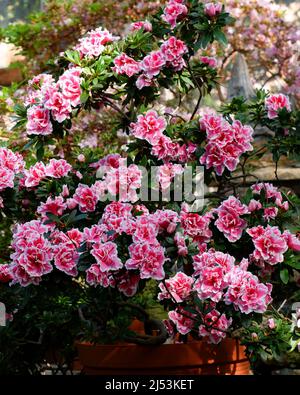 Rosa Rhododendron blüht im Garten. Riesiger Rhododendron-Busch mit rosa Blüten. Schöne blühende Textur Hintergrund. Stockfoto