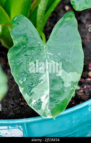 Alocasia, Alocasia macrorrhizos oder Alocasia Pflanze oder bicolor Alocasia oder bicolor Blatt Stockfoto